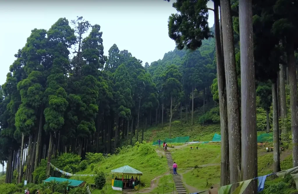 Lamahatta pine forest