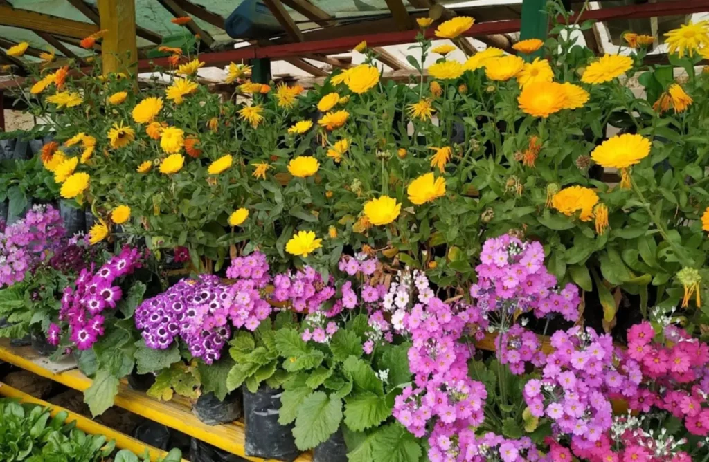 flowers at lamahatta ecopark